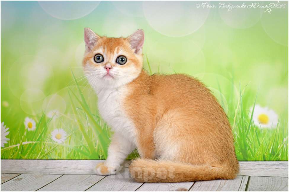 Кошки в Геленджике: Шотландская короткошёрстная девочка Девочка, 25 000 руб. - фото 3