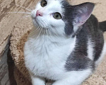 Кошки в Одинцово: котята и кошки приюта в поисках дома Мальчик, Бесплатно - фото 6