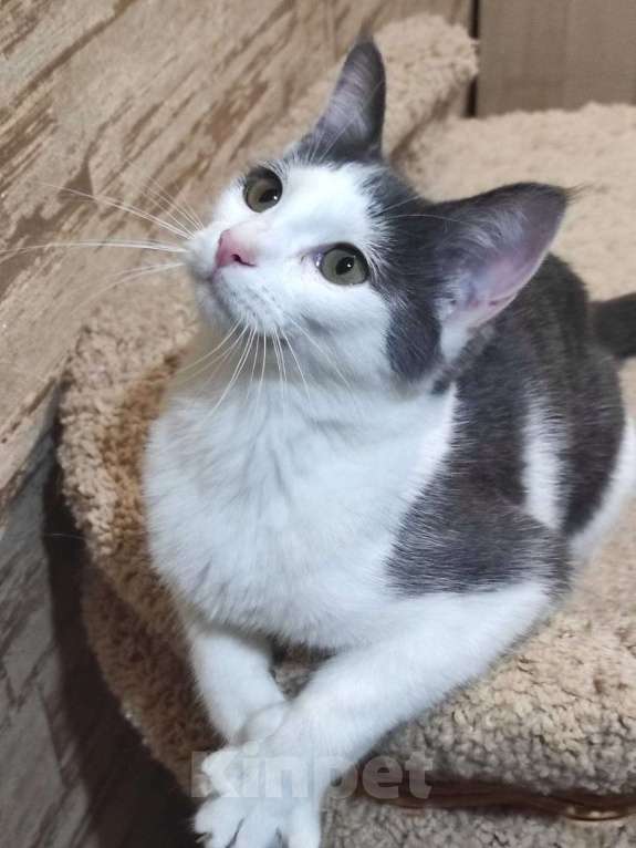 Кошки в Одинцово: котята и кошки приюта в поисках дома Мальчик, Бесплатно - фото 6