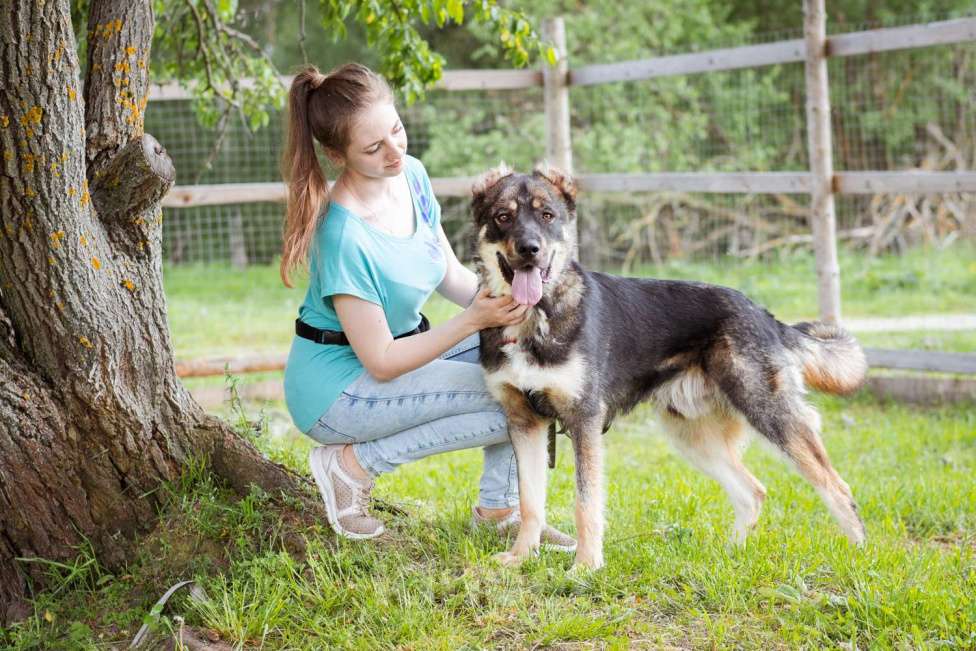 Собаки в Москве: Пёс, избежавший усыпления ищет дом! Мальчик, Бесплатно - фото 4