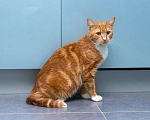 Кошки в Мытищах: Кошка Дуся в добрые руки Девочка, Бесплатно - фото 3