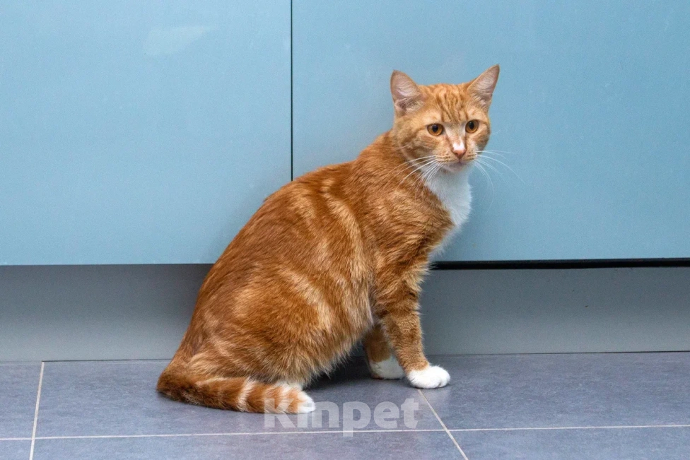 Кошки в Мытищах: Кошка Дуся в добрые руки Девочка, Бесплатно - фото 3