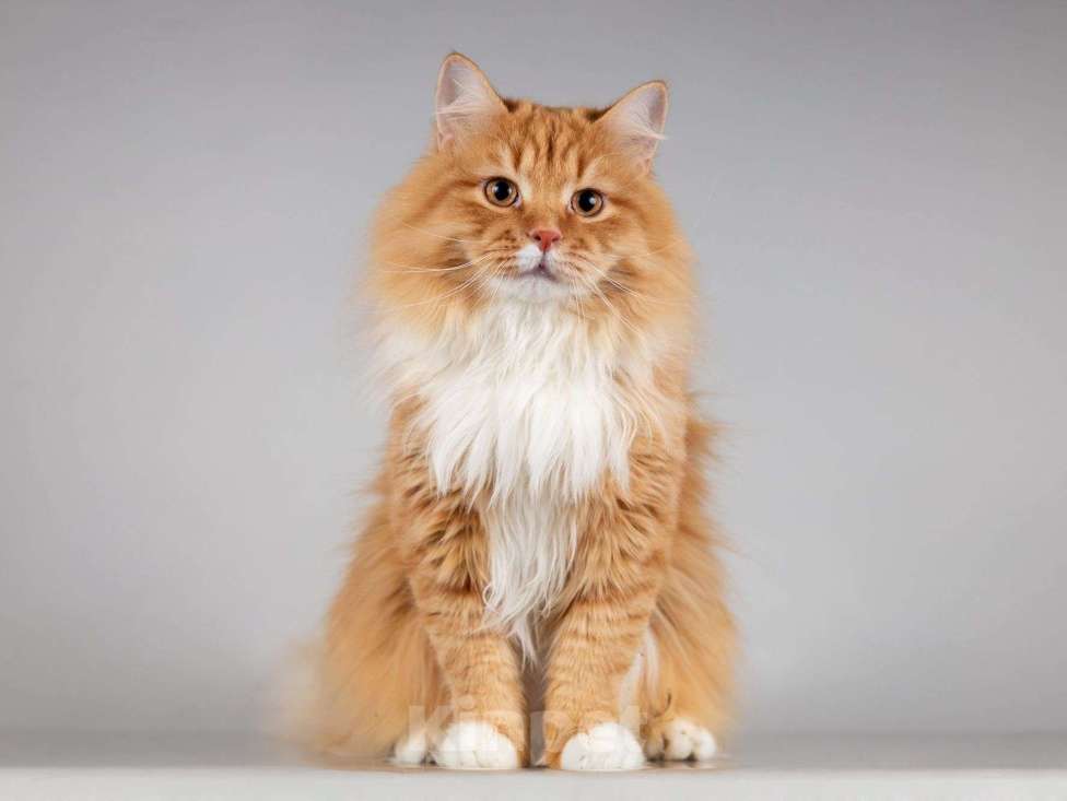 Кошки в Москве: Нежный ласковый юный котик Пушкин Мальчик, Бесплатно - фото 7