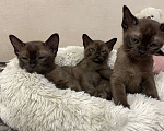 Кошки в Котельнике: Бурманские котята Мальчик, 60 000 руб. - фото 2
