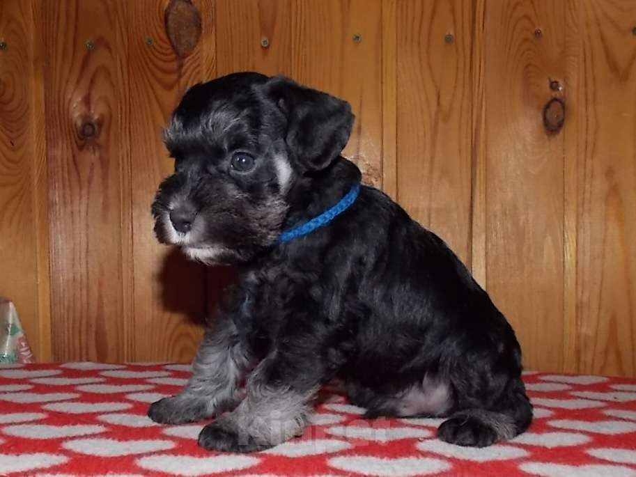 Собаки в Выборге: щенок  цвергшнауцера ч/с кобель Мальчик, 50 000 руб. - фото 3