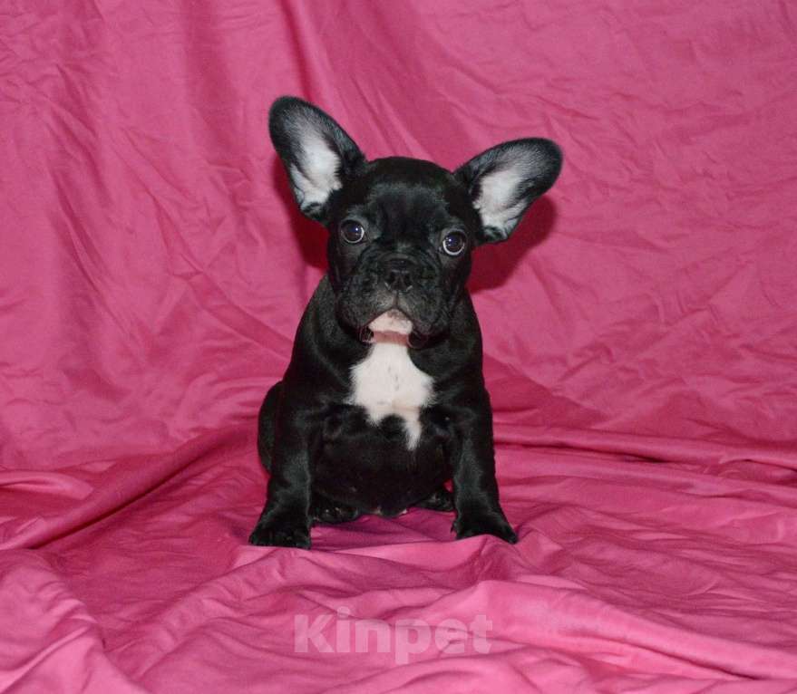 Собаки в Самаре: Щенок французского бульдога  Девочка, 35 000 руб. - фото 7