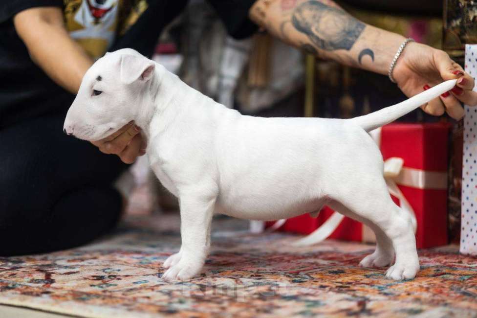 Собаки в Москве: Бультерьер стандартный, щенок  Мальчик, Бесплатно - фото 3