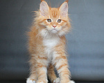 Кошки в Екатеринбурге: Дионис рыжуня мальчик Мальчик, 50 000 руб. - фото 6