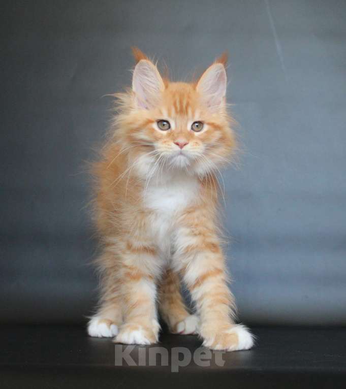 Кошки в Екатеринбурге: Дионис рыжуня мальчик Мальчик, 50 000 руб. - фото 6