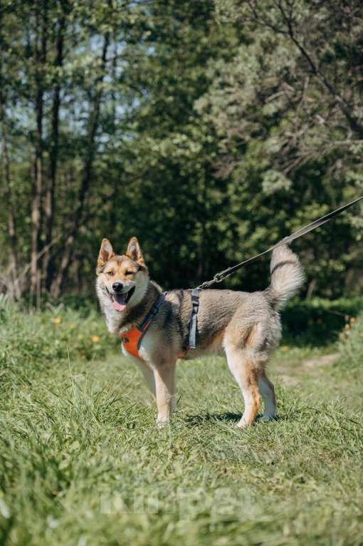 Собаки в Москве: Разноглазый рыжий пёс Гера в дар Мальчик, 1 руб. - фото 9