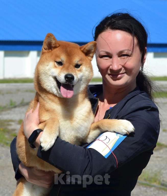 Собаки в Пензе: Сиба ину щенки от проверенных производителей Мальчик, Бесплатно - фото 9