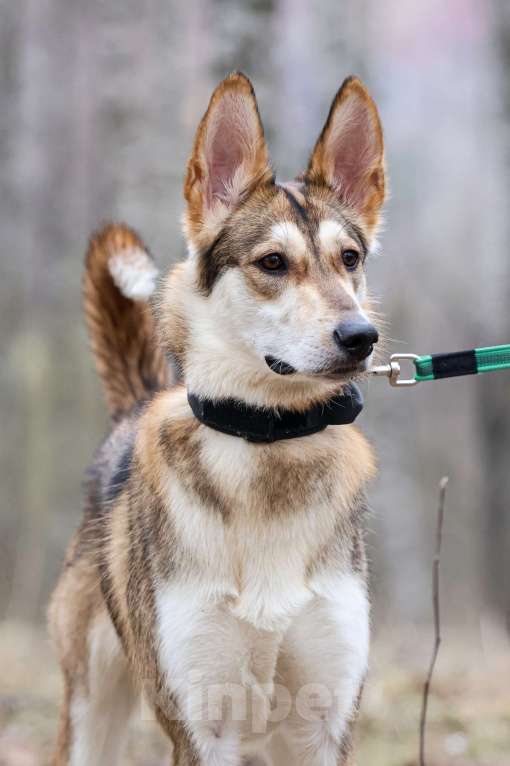 Собаки в Красноармейске: Лео ищет дом! Девочка, Бесплатно - фото 1