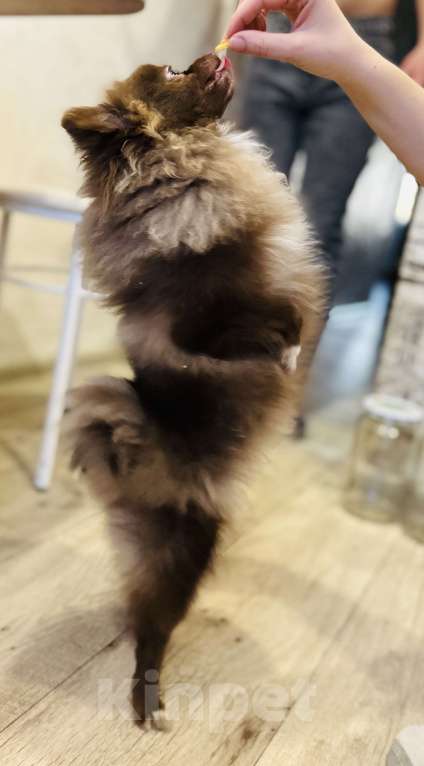 Собаки в Дзержинске: Померанский шпиц девочка Девочка, 30 000 руб. - фото 1