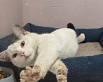 Кошки в Москве: Котенок -подросток в добрые руки Мальчик, Бесплатно - фото 4