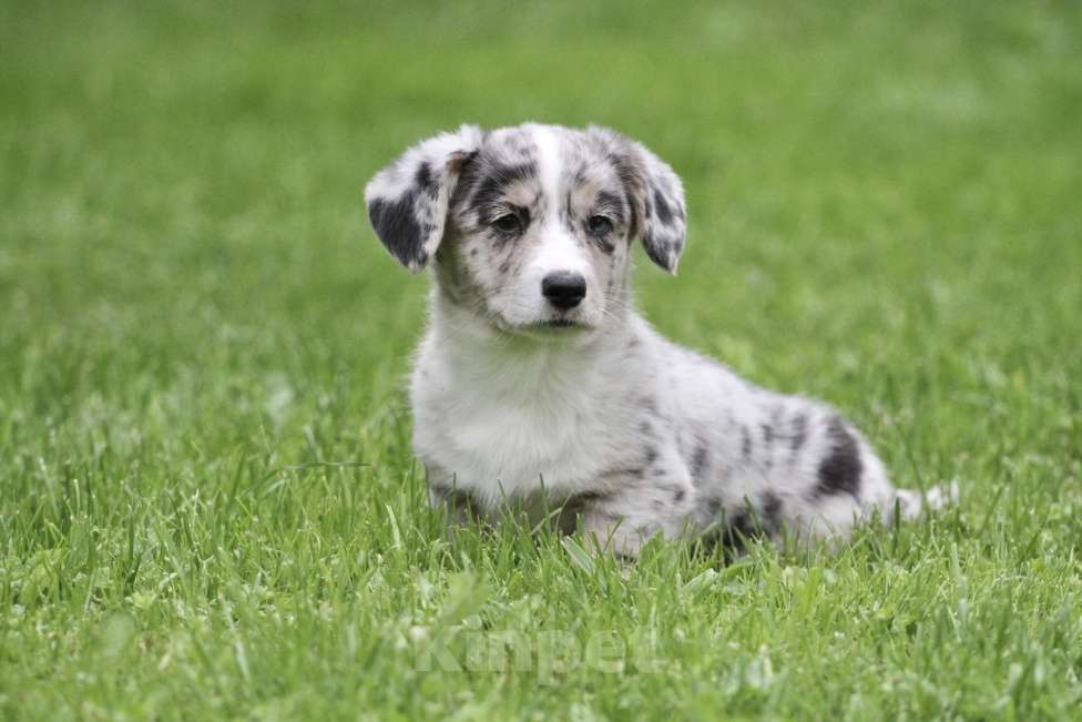 Собаки в Москве: Девочка вельш корги кардиган Девочка, 80 000 руб. - фото 2