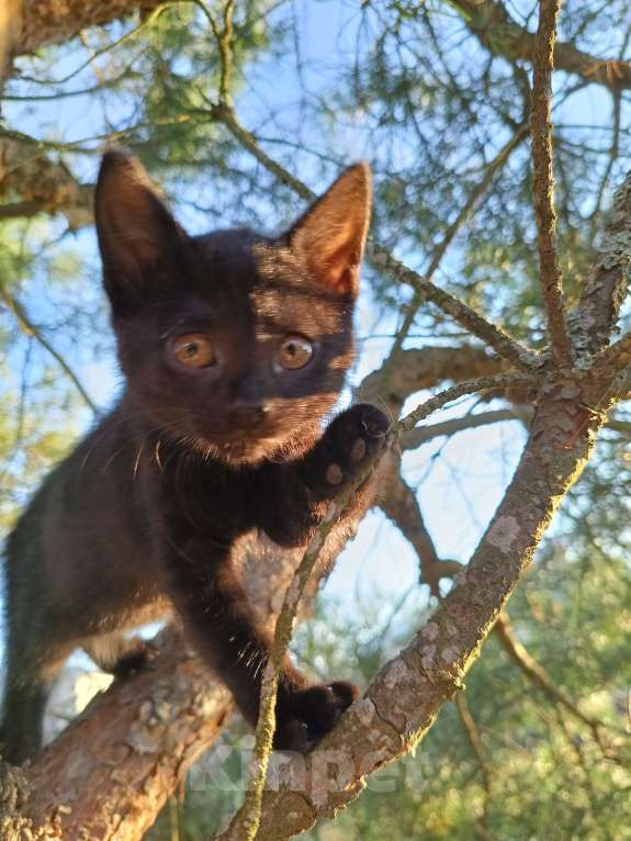 Кошки в других городах Ленинградской области: Чародейка бурая &quot;шоколад&quot; Девочка, Бесплатно - фото 4