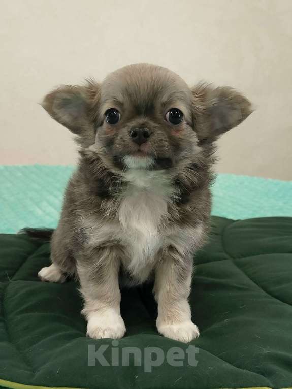 Собаки в других городах Челябинской области: ЧИХУАХУА ЩЕНКИ  Девочка, Бесплатно - фото 3