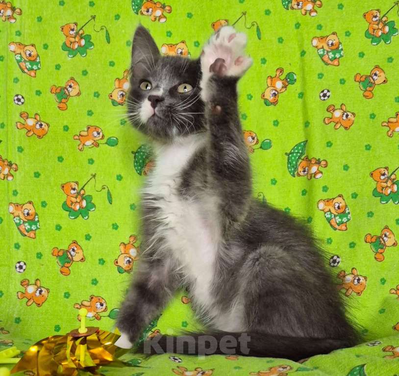 Кошки в Санкт-Петербурге: Ищет дом Тишенька Мальчик, Бесплатно - фото 2