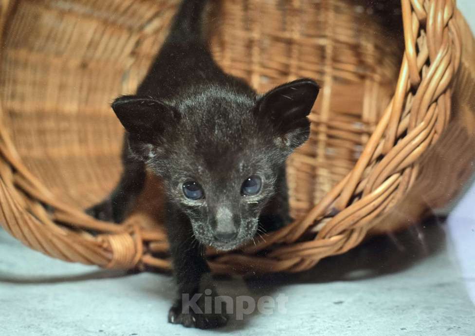 Кошки в Ростове-на-Дону: Ориентальный котёнок Мальчик, 20 000 руб. - фото 1