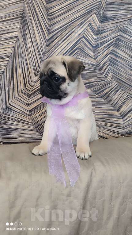 Собаки в Санкт-Петербурге: Девочка бежевач Девочка, 50 000 руб. - фото 2