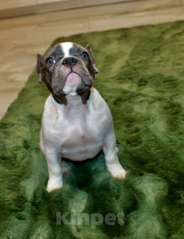 Собаки в Москве: Французские бульдоги Девочка, 100 000 руб. - фото 6