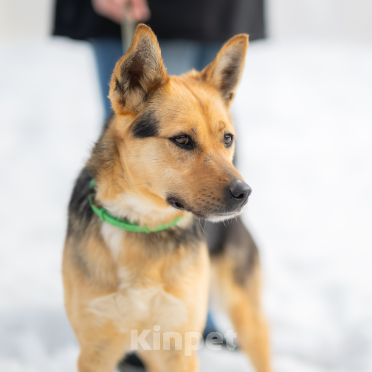 Собаки в Москве: Тина Девочка, Бесплатно - фото 3