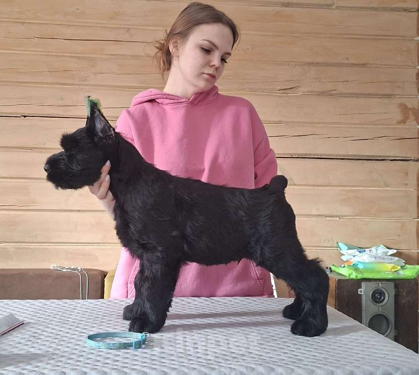 Собаки в других городах Башкортостана: Ризеншнауцер Мальчик, Бесплатно - фото 1