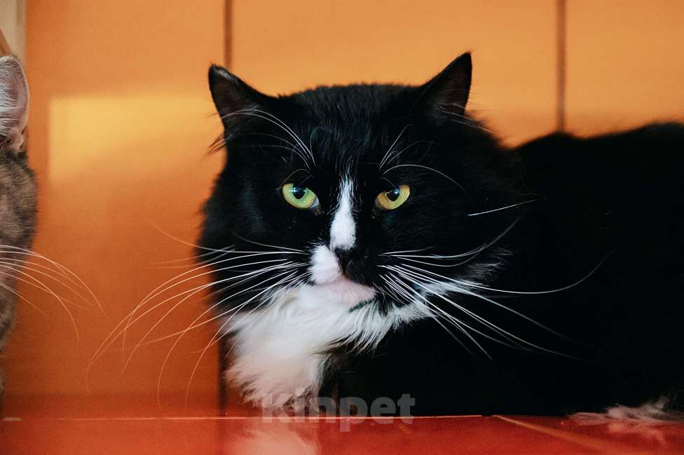 Кошки в других городах Московской области: Мокко в поисках дома! Мальчик, Бесплатно - фото 1