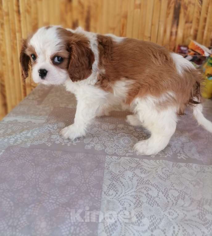 Собаки в Москве: Кавалер кинг Чарльз спаниель 2 мес щенки. Девочка, 90 000 руб. - фото 5