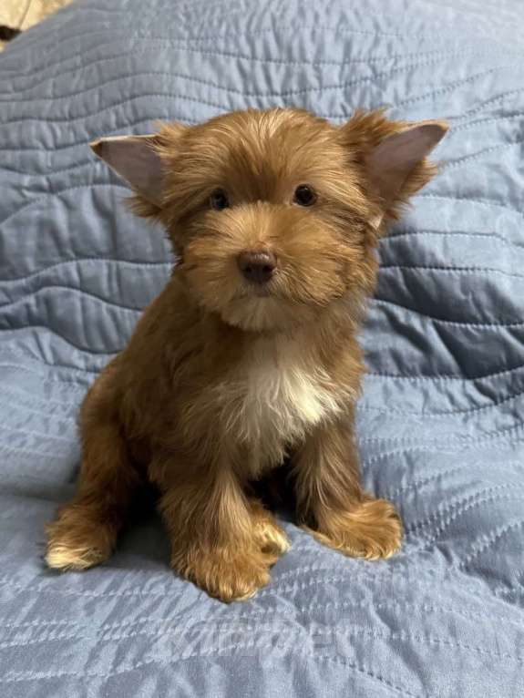 Собаки в Жуковском: Очаровательные щенки цветного йорка Девочка, 20 000 руб. - фото 5