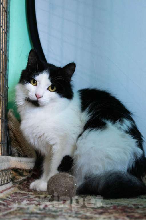 Кошки в Санкт-Петербурге: Пушистый котёнок Девочка, Бесплатно - фото 4