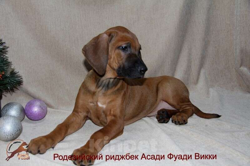 Собаки в Одинцово: Очаровательная девочка стандарт Девочка, 120 000 руб. - фото 6