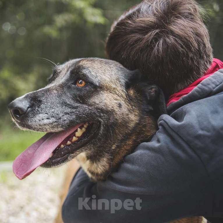 Собаки в Москве: Халва Девочка, Бесплатно - фото 3