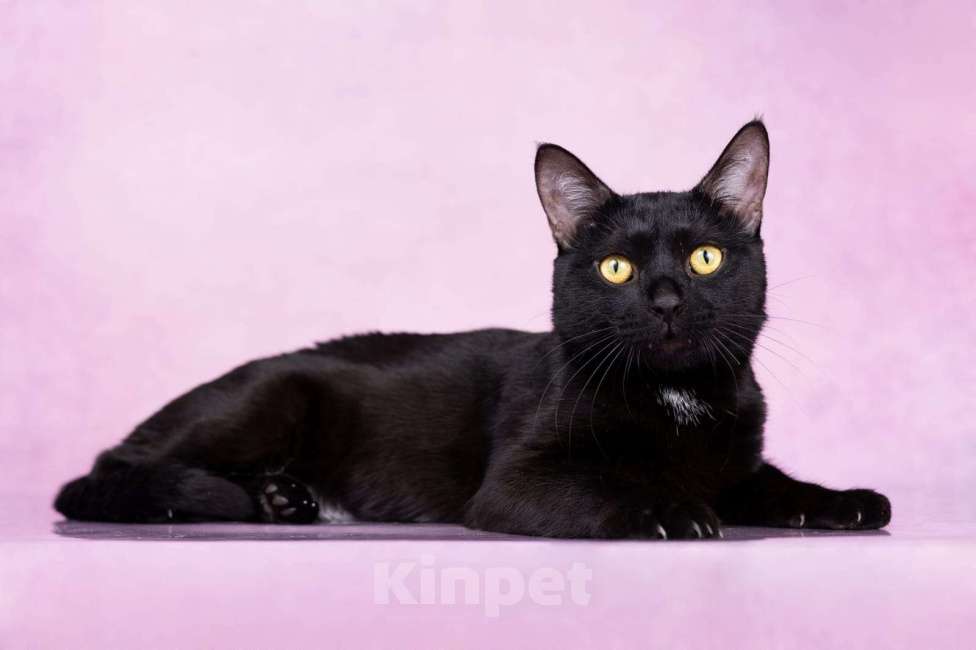 Кошки в Москве: Котик Найт ищет семью  Мальчик, Бесплатно - фото 3