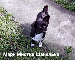 Собаки в Санкт-Петербурге: Нелька окрас шоколад кобби тип чихуахуа Девочка, 35 000 руб. - фото 2