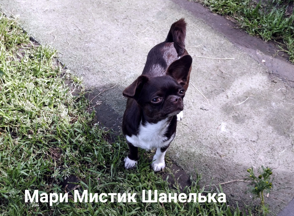Собаки в Санкт-Петербурге: Нелька окрас шоколад кобби тип чихуахуа Девочка, 35 000 руб. - фото 2