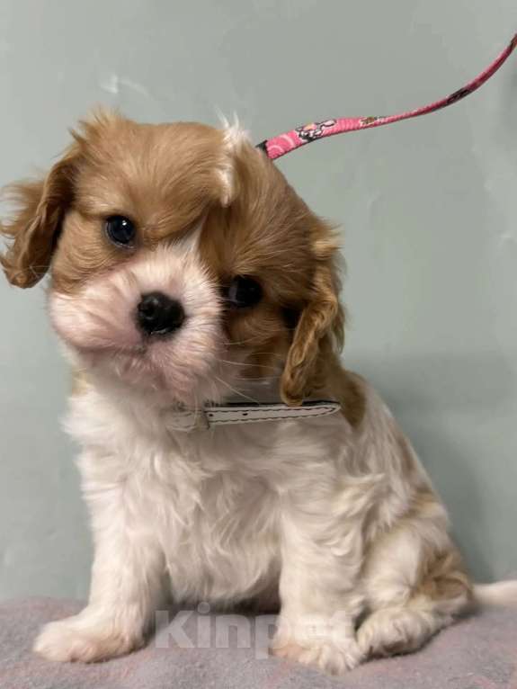 Собаки в Москве: Девочка ККЧС Девочка, 150 000 руб. - фото 1