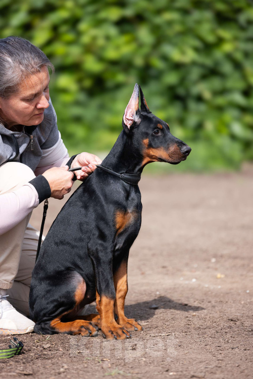 Собаки в Клине: Сука, лимонная лента Девочка, 150 000 руб. - фото 4
