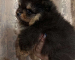 Собаки в других городах Тульской области: Померанский шпиц  Мальчик, 60 000 руб. - фото 1