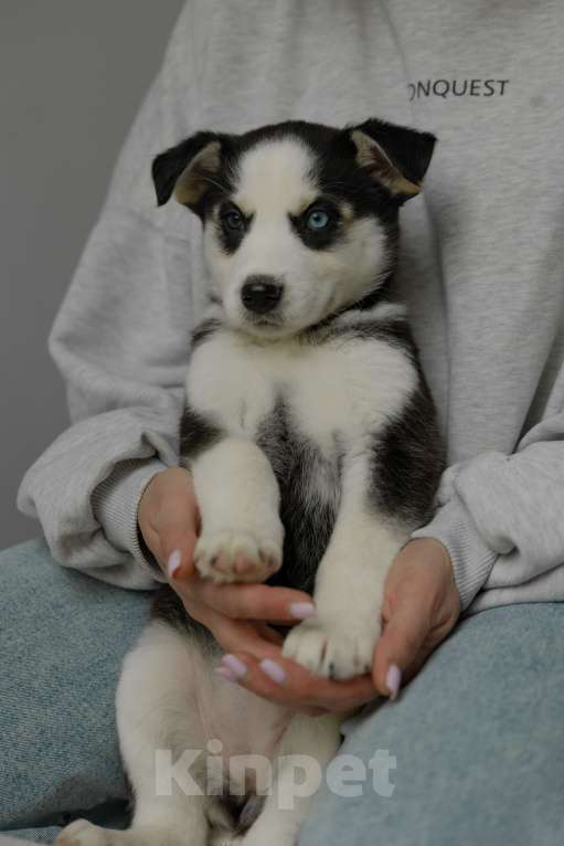 Собаки в Москве: Щенок Девочка, Бесплатно - фото 1