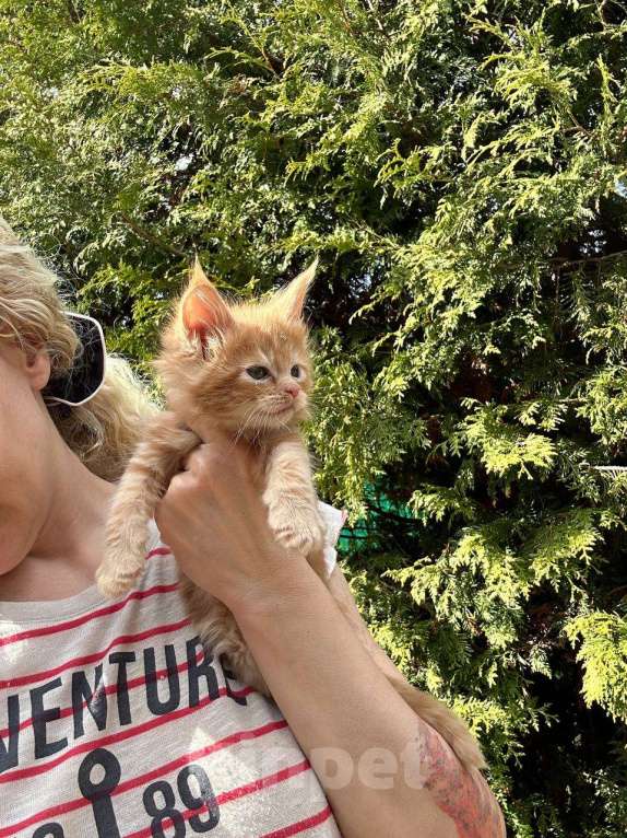 Кошки в других городах Московской области: Котята Девочка, 25 000 руб. - фото 1