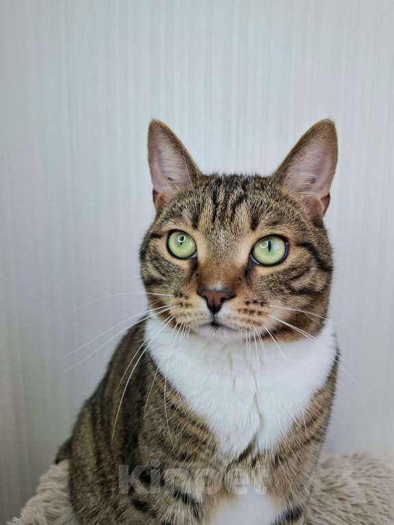 Кошки в Москве: Бруни будет на выставке-пристройстве в Москве Мальчик, Бесплатно - фото 9