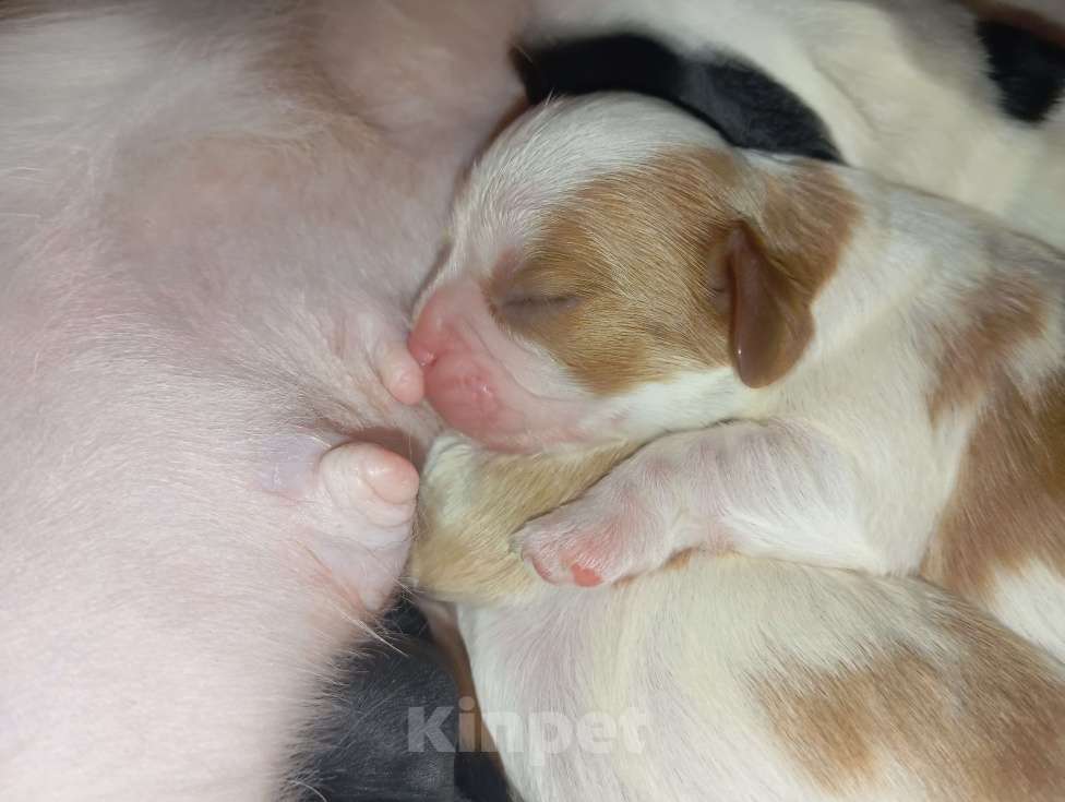 Собаки в Барнауле: Доступны для ранней брони щенки  Девочка, 100 000 руб. - фото 1