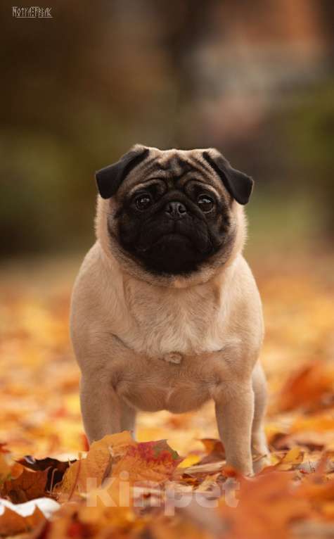 Собаки в других городах Московской области: Щенки мопса Девочка, 70 000 руб. - фото 5