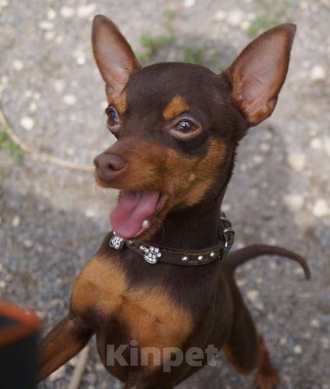 Собаки в Москве: Вязка мини кобель Мальчик, 10 000 руб. - фото 1