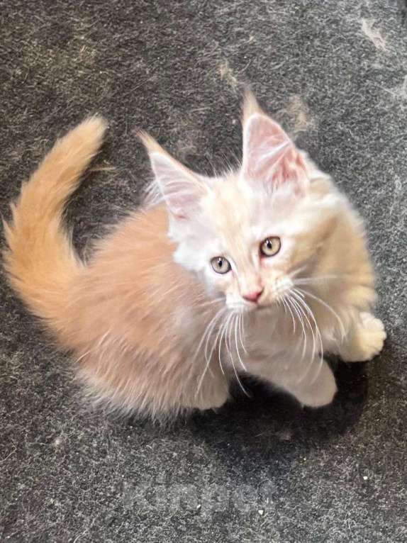 Кошки в Санкт-Петербурге: котенок мейн-кун# Мальчик, 50 000 руб. - фото 1