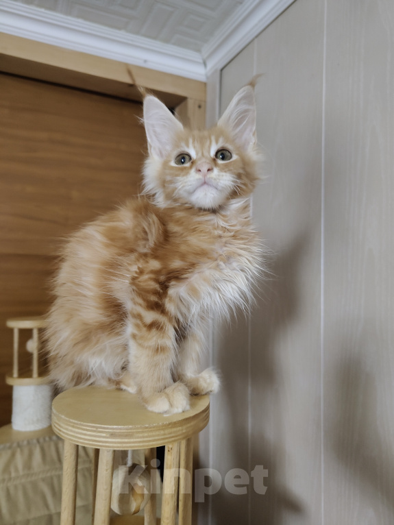 Кошки в Анапе: Продам котят породы Мейн-Кун Девочка, 25 000 руб. - фото 6