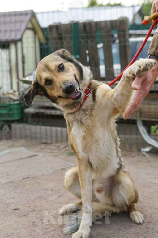 Собаки в Санкт-Петербурге: Добрый, домашний молодой пёс Арчи ищет дом Мальчик, Бесплатно - фото 7