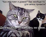 Кошки в Славгороде: Придет в гости к милой даме, 800 руб. - фото 3