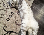Кошки в Барыше: Вязка шотландский кот, 1 000 руб. - фото 3